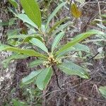 Spiraeanthemum pubescens Hàbitat