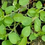 Moehringia trinervia Leaf