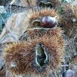 Castanea sativa 果