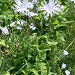 Lactuca macrophylla Flor