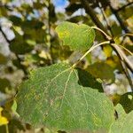 Populus × canescens ᱥᱟᱠᱟᱢ