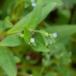 Myosotis sparsiflora Flor