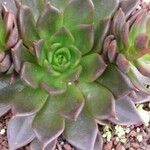 Echeveria affinis Ліст