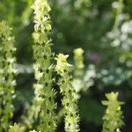 Sideritis montana Fula