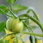 Solanum lycopersicum Fruit