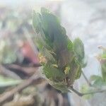 Ruellia blechum Blad