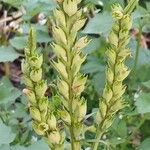 Veronica spicata Fruit