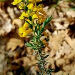 Genista anglica Цвят