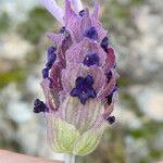 Lavandula pedunculata Flor