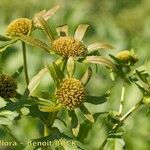 Bidens radiata Fruto