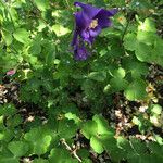 Aquilegia vulgaris Yaprak