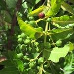 Kraussia floribunda Fruto
