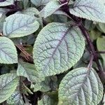 Plectranthus purpuratusBlatt