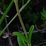 Veronica fruticans Corteccia