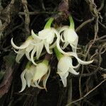 Cyrtorchis aschersonii Flower