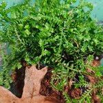 Selaginella stenophylla Лист