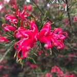 Grevillea rosmarinifolia A.Cunn.Kvet