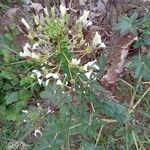 Cleome gynandra Цветок