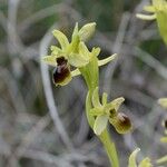 Ophrys virescens Mosusu