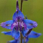 Delphinium carolinianum Flower