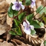 Viola rostrata Flower