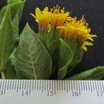 Trixis inula 其他