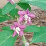 Lycium chinense Flower