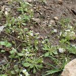 Draba verna 整株植物