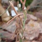 Aloe parvula ফল