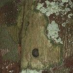 Pouteria engleri Bark