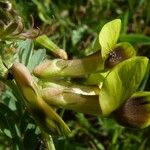 Vicia melanops Flower