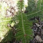 Abies balsamea برگ