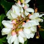 Robinia viscosa Flors