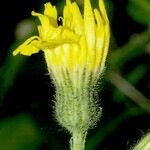 Hieracium plecophyllum Fiore