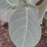 Calotropis procera Feuille