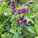 Lathyrus vernus Květ