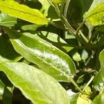 Solanum laxum Leaf