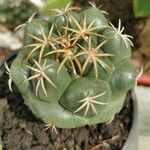 Coryphantha elephantidens Ліст