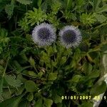 Globularia bisnagarica 花