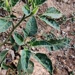 Datura inoxia Leaf