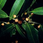 Ficus leiophylla Gyümölcs
