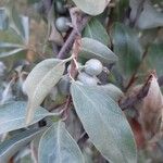 Elaeagnus commutata Blatt