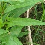 Rumex abyssinicus Folha