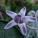 Calotropis gigantea 花