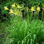 Hemerocallis citrina Hàbitat