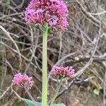 Centranthus ruberFlower