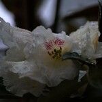 Rhododendron taliense Flower