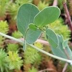 Coronilla scorpioides List