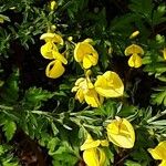Genista pilosa Flower