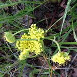 Lomatium utriculatum Flower